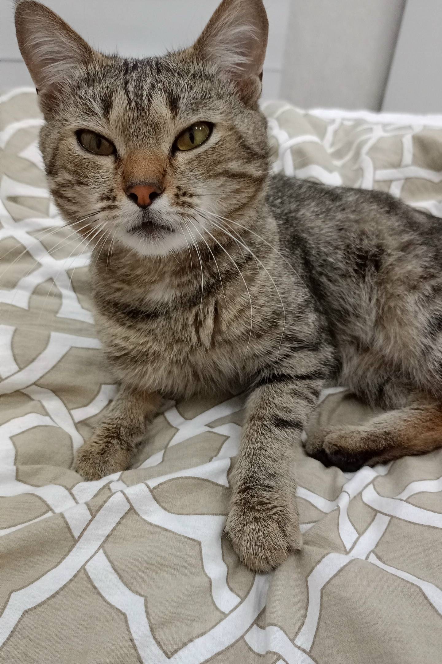 Пропал кот, Бессмертный