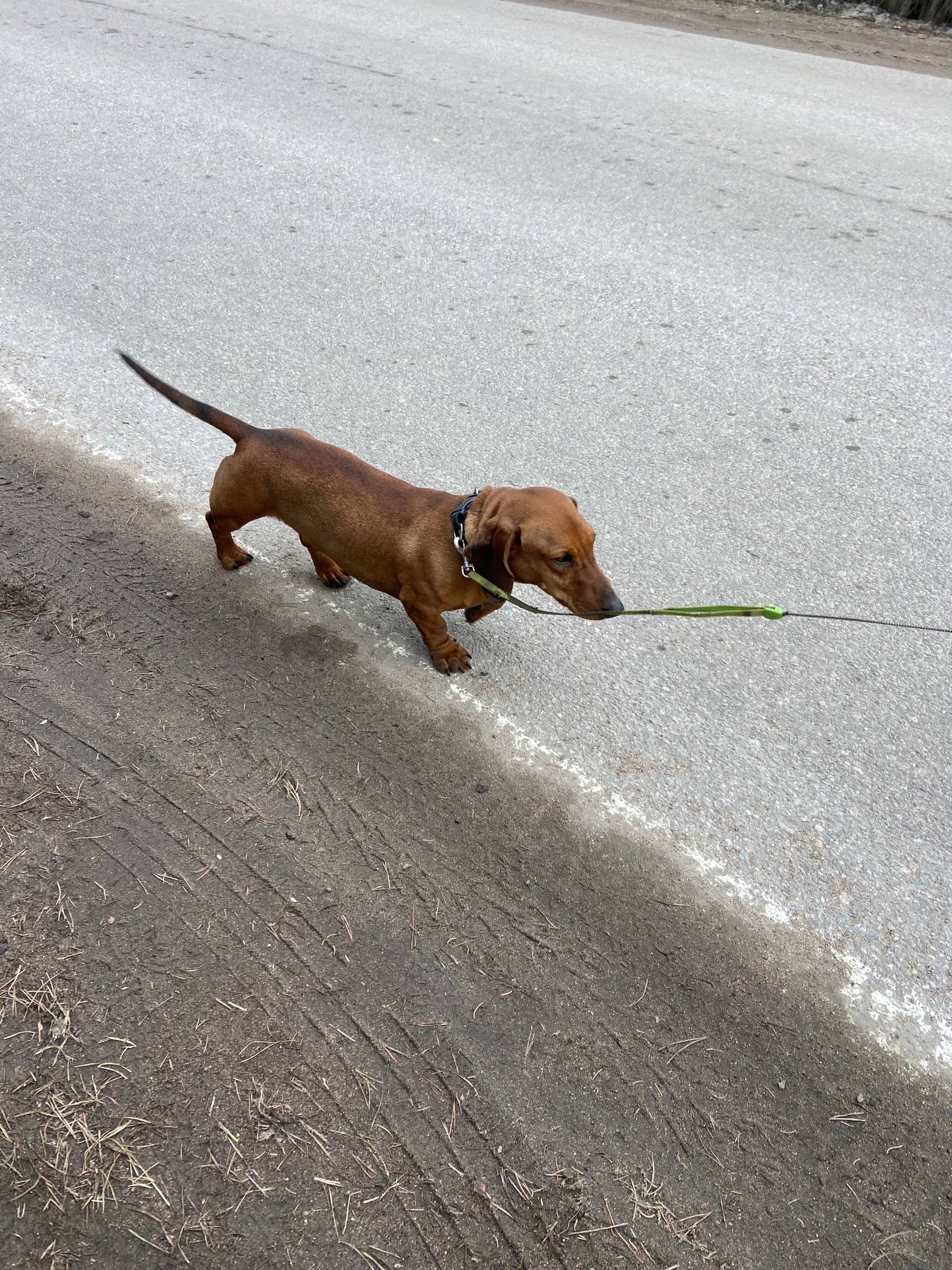 Найден тип собака, район Советской