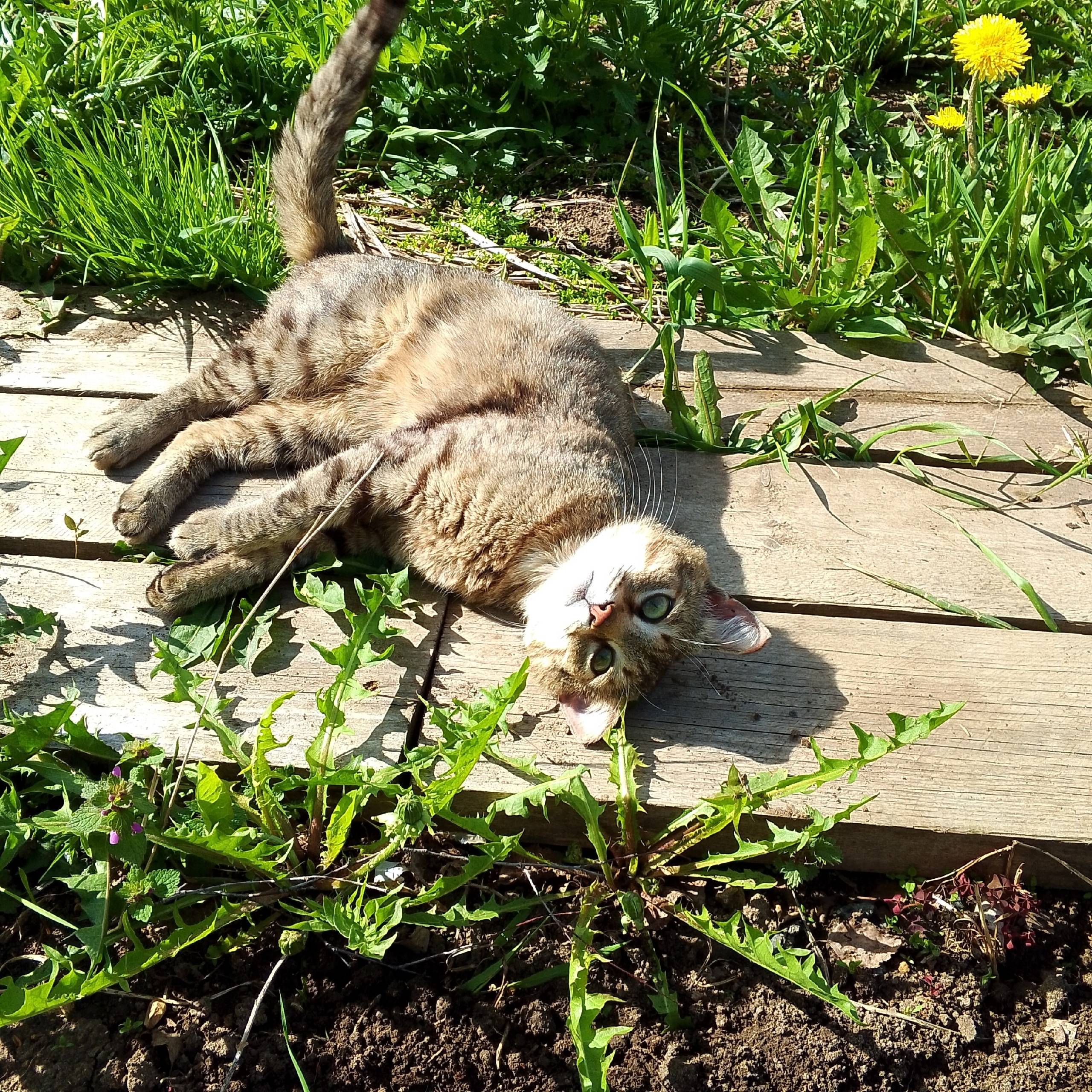 Пропал кот Лео, Заводская