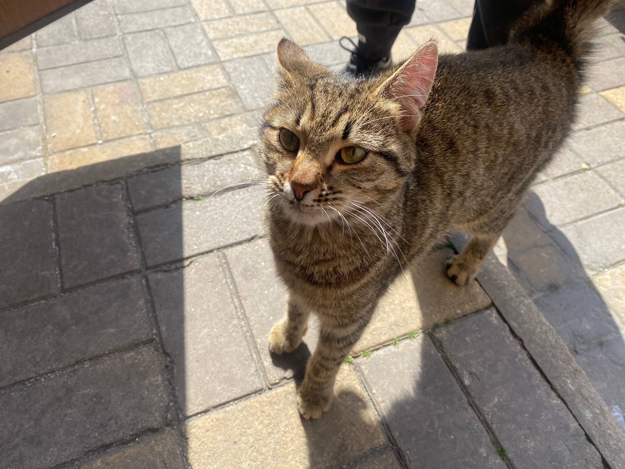 Найдена кошка, возле Лейтенанта Шмидта, 17