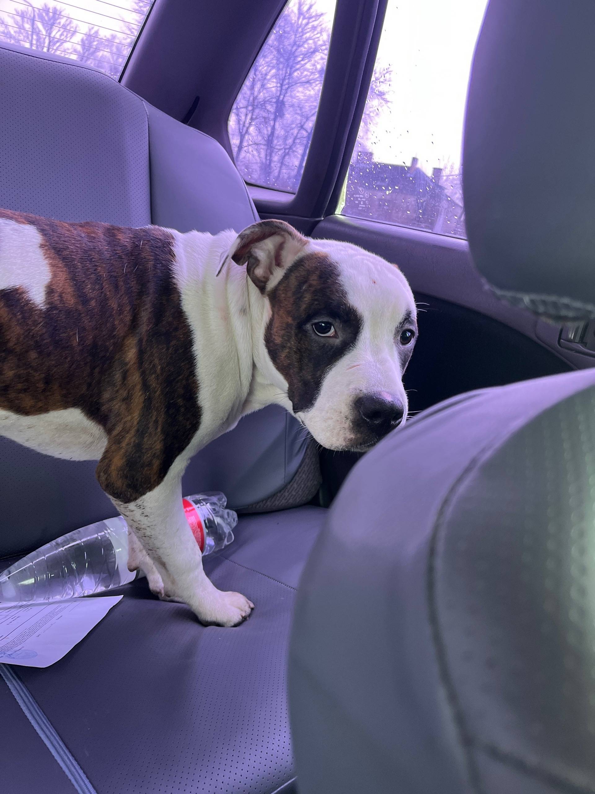 Найден пес, поселок Рассвет