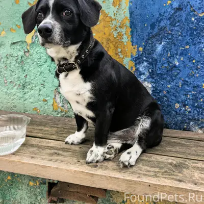 Найдена собака