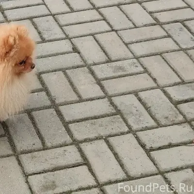 Пропал померанский шпиц, Западный район