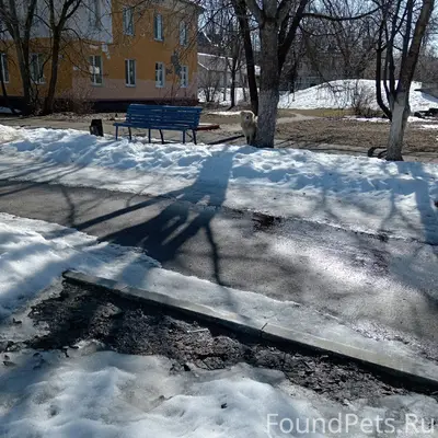 Пропала собака чау-чау, улица Ленина