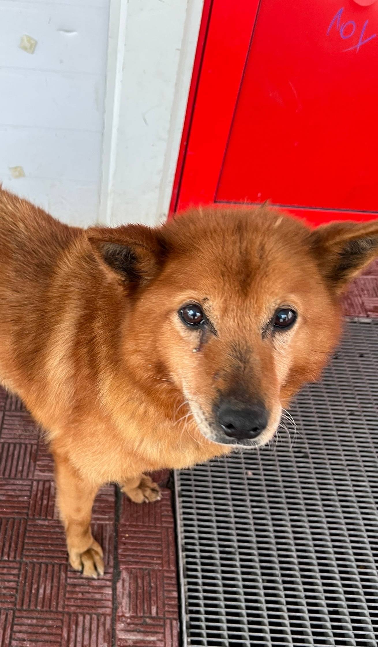 Пропала рыжая собака, Полярные Зори