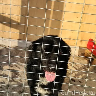 Найден чёрный пёс, с. Высоцкое