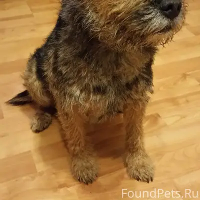 Пропал пёс, деревня Шолохово