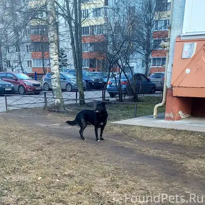 Найден кобель, возможно слепой на один глаз, ул. Коровникова