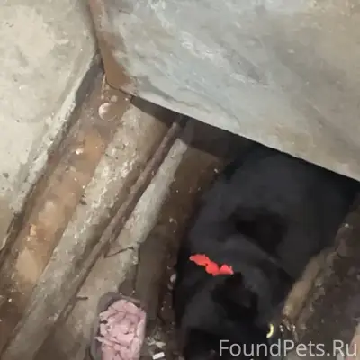 Найден котёнок, Южный рынок