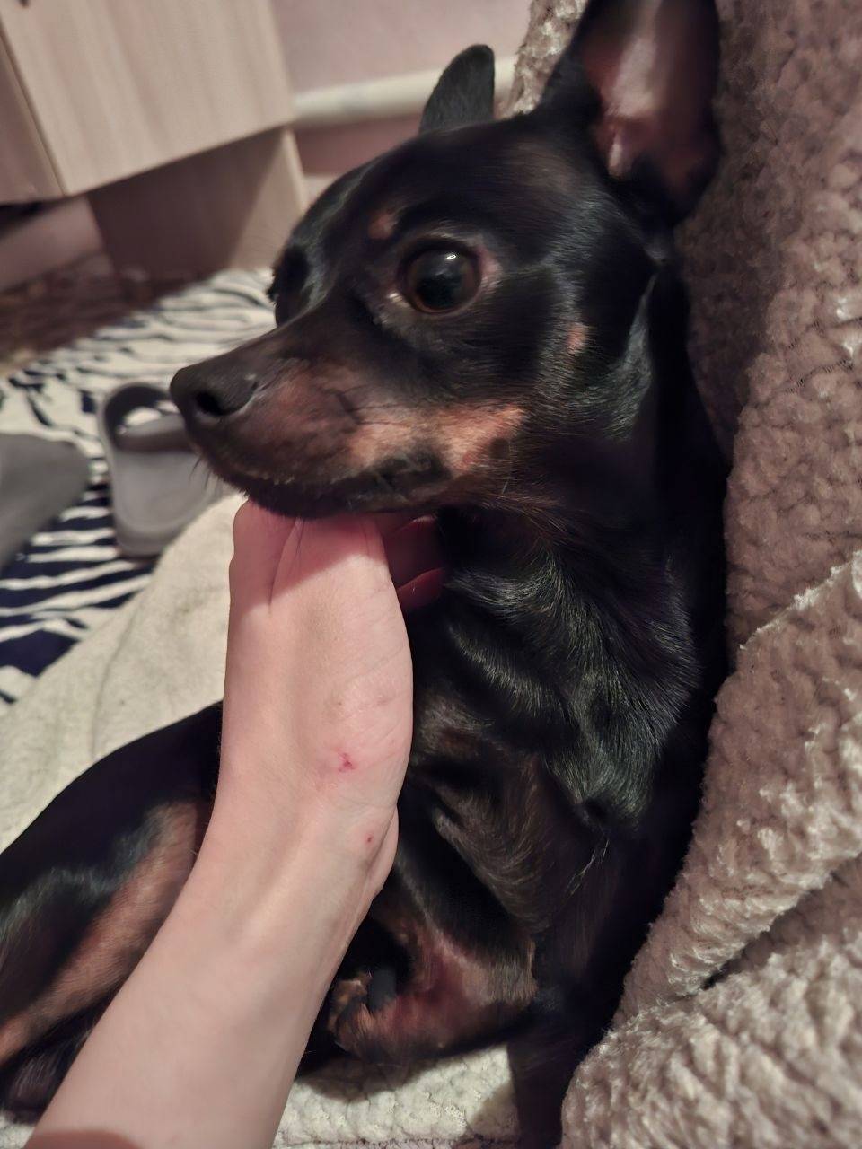 Пропал Тойтерьер Тим, откликается на Тимоху