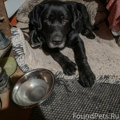 Найден лабрадор, Кукуштан