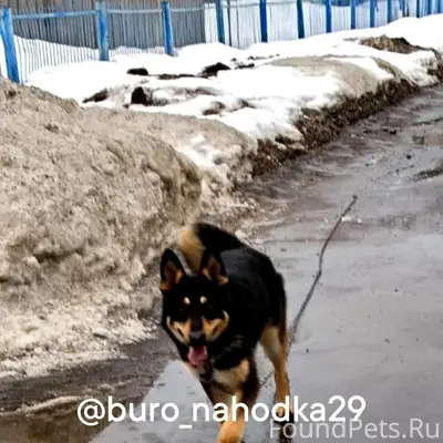 Пропал кобель, Соломбала