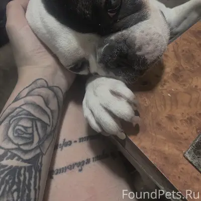 Пропал французский бульдог Альфа