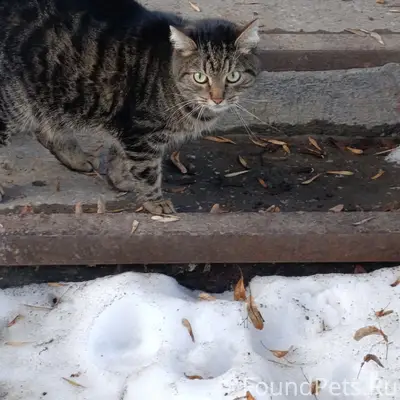 Найден кот, ул. Лермонтова