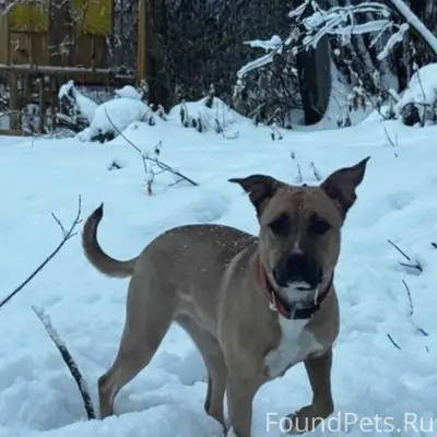 Пропала собака Дея, Октябрьский район
