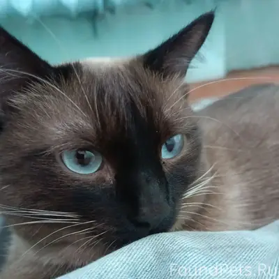 Найден кот, Забабахина 9