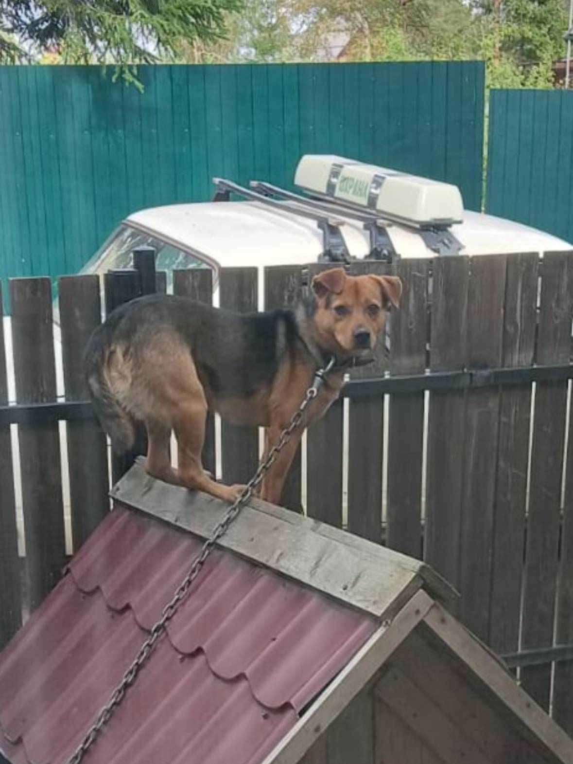 Пропал пёс Стив, СНТ Берёзовая роща