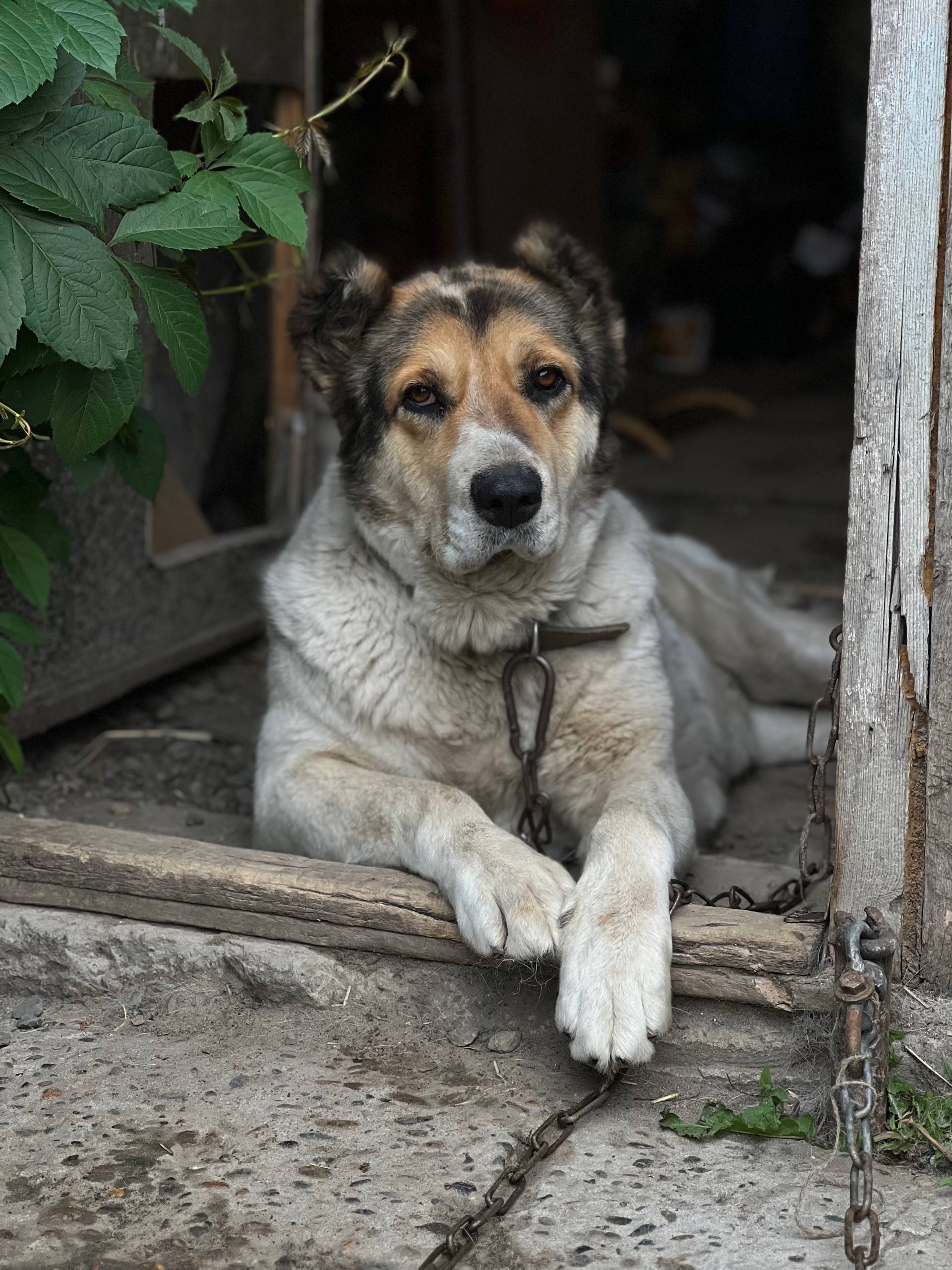 Пропала сао Тайга, село Власиха