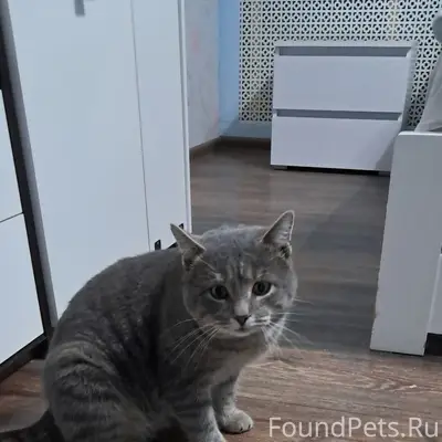 Пропал кот, ул. Новоторжская