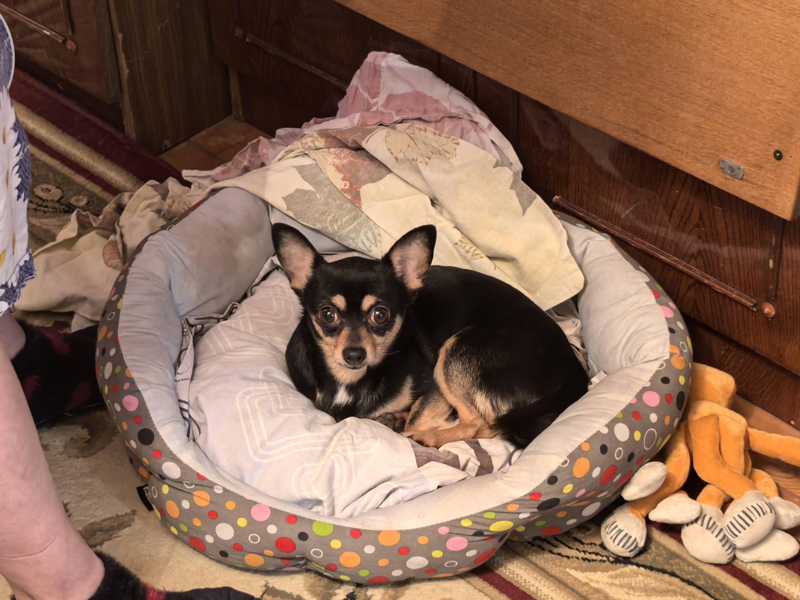 Пропала чихуахуа Энджи, Сертолово