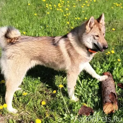 Пропала лайка Марта