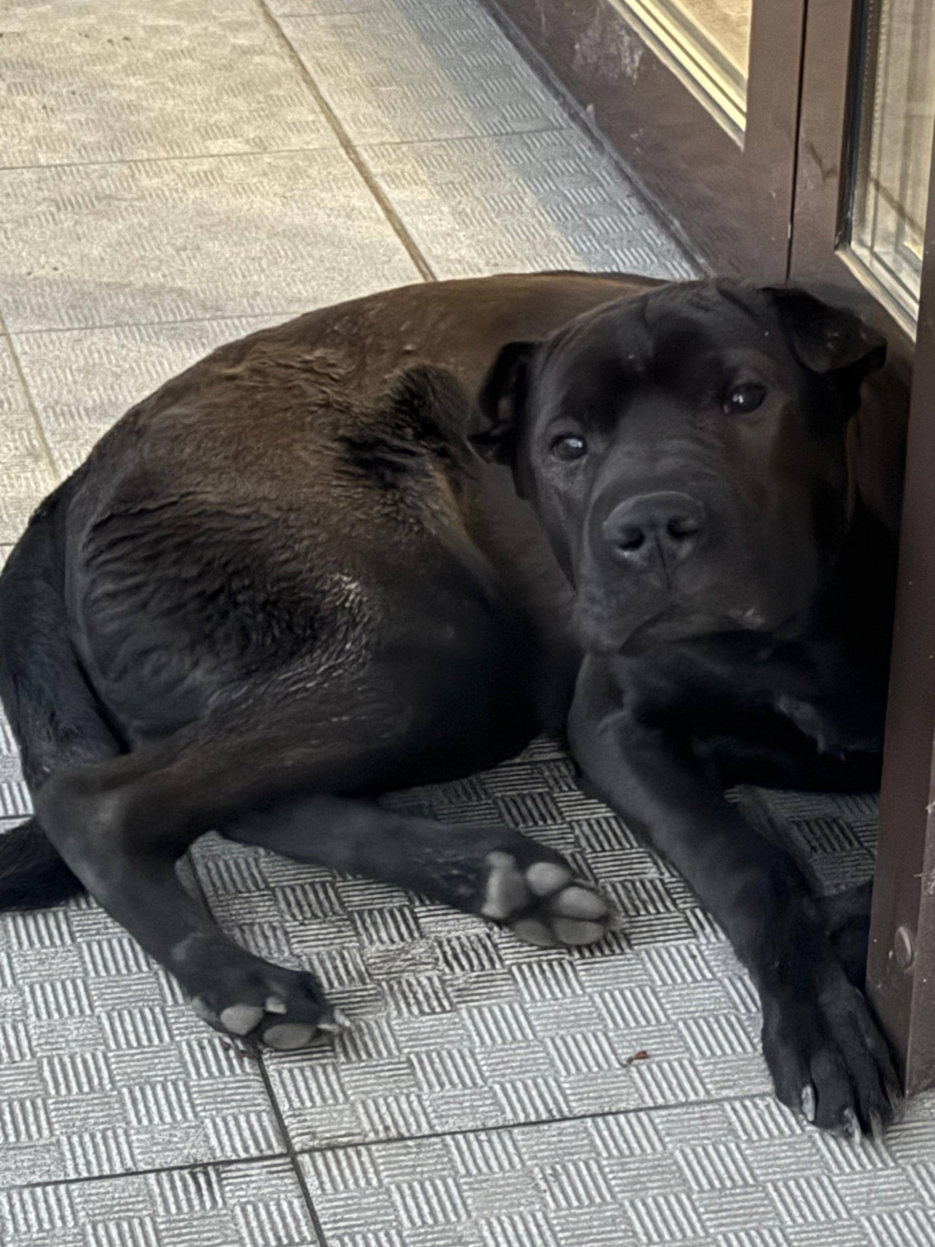 Найден тип собака, Ленинский район, ул. Новороссийская