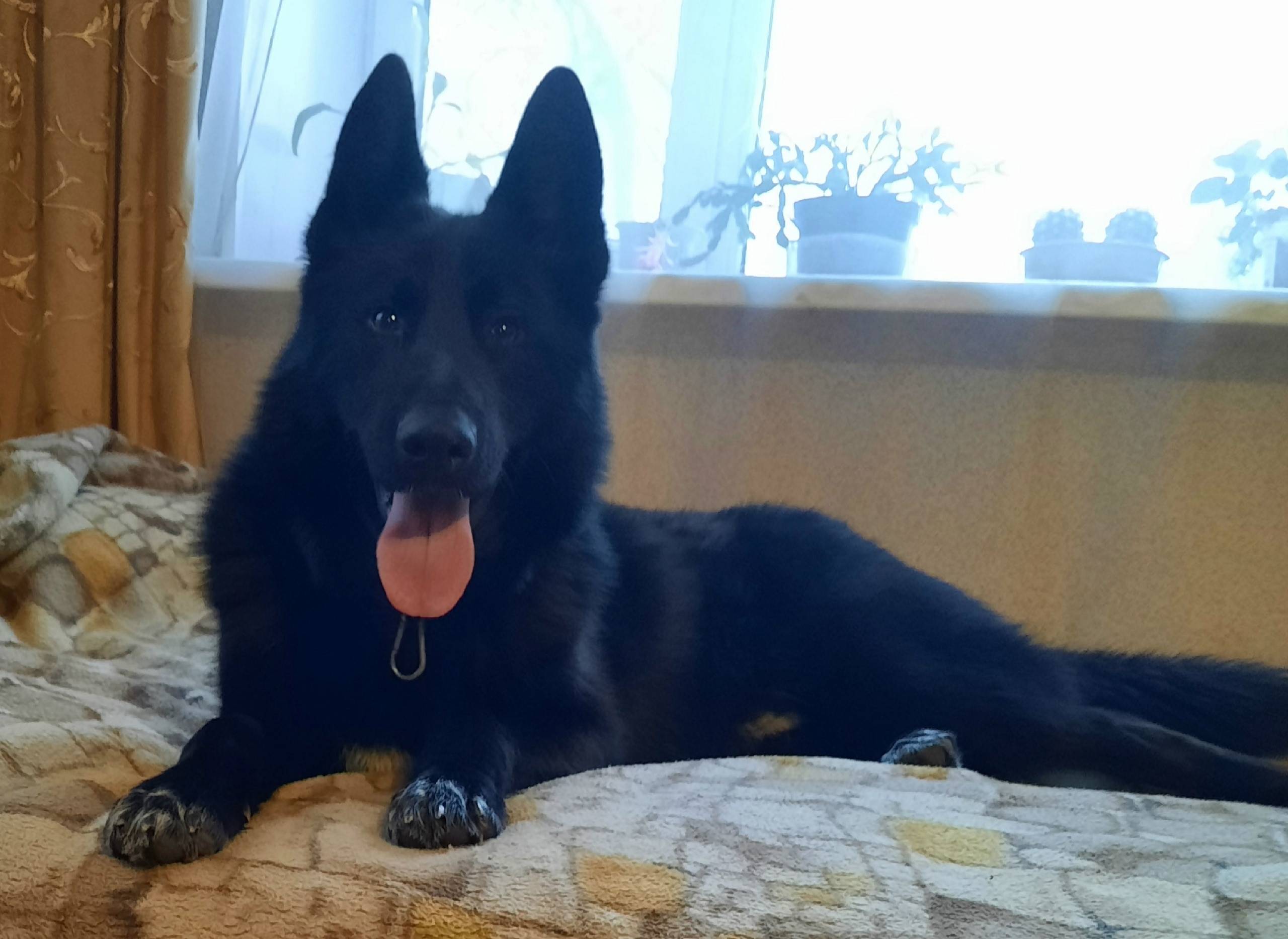 Пропал Макс, похож на немецкую овчарку, район Юбилейной