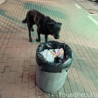 Пропал крупный чёрный пёс с ошейником, Коломна