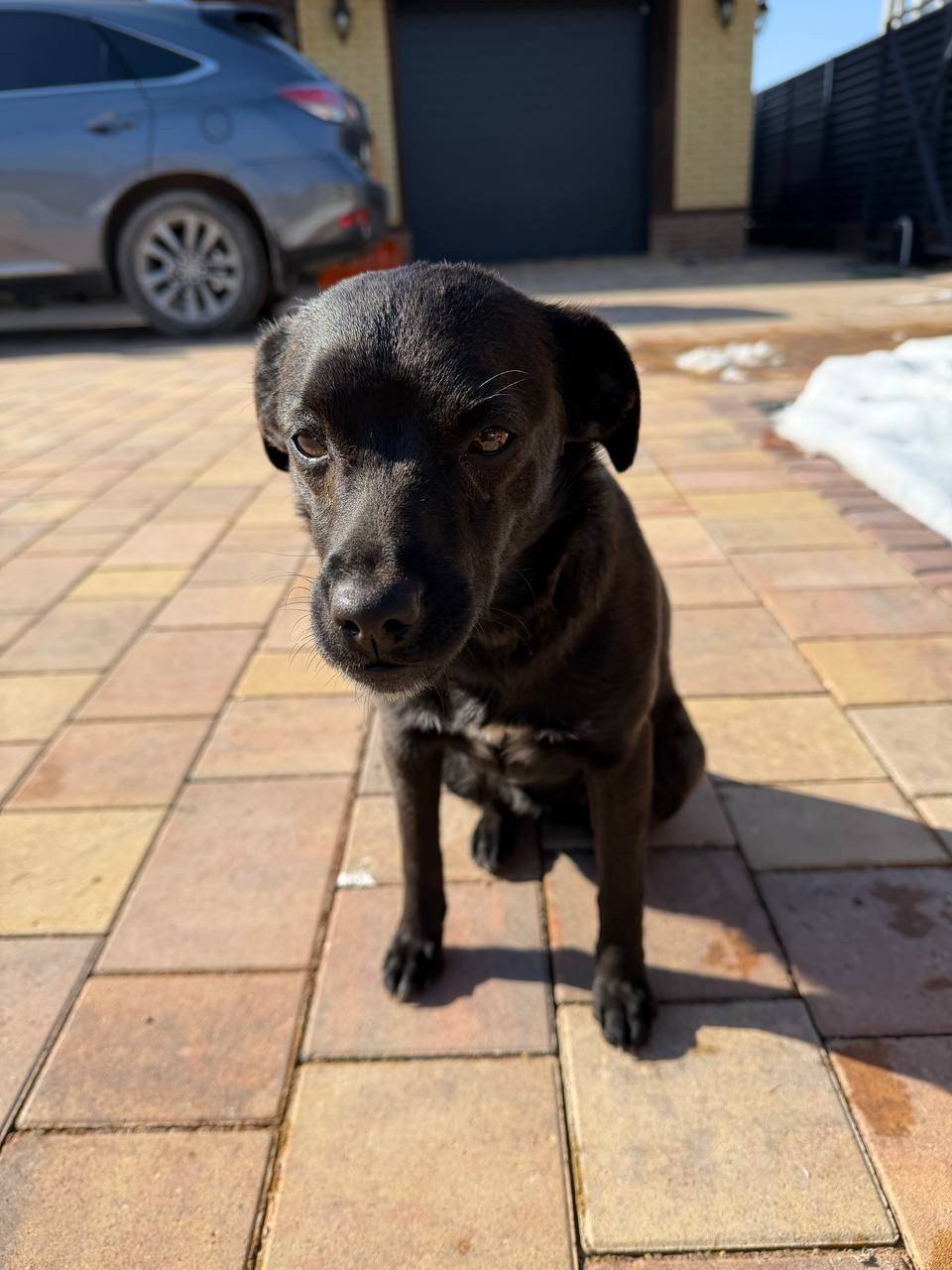 Найдена собака, деревня Любаново