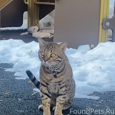 Найден кот с ошейником, Даниловский район