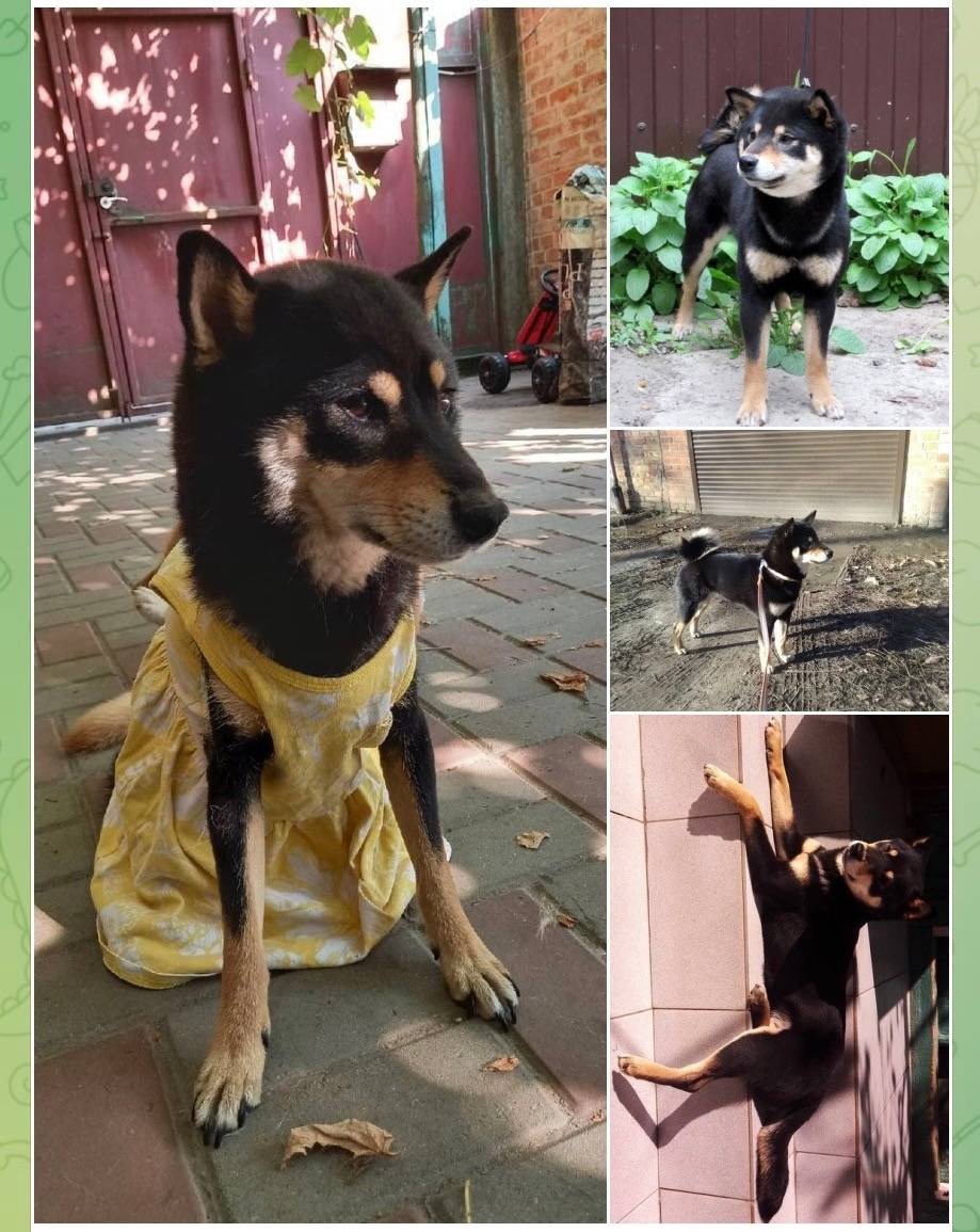 Пропала собака, Ростов-на-Дону (район Белорусской)