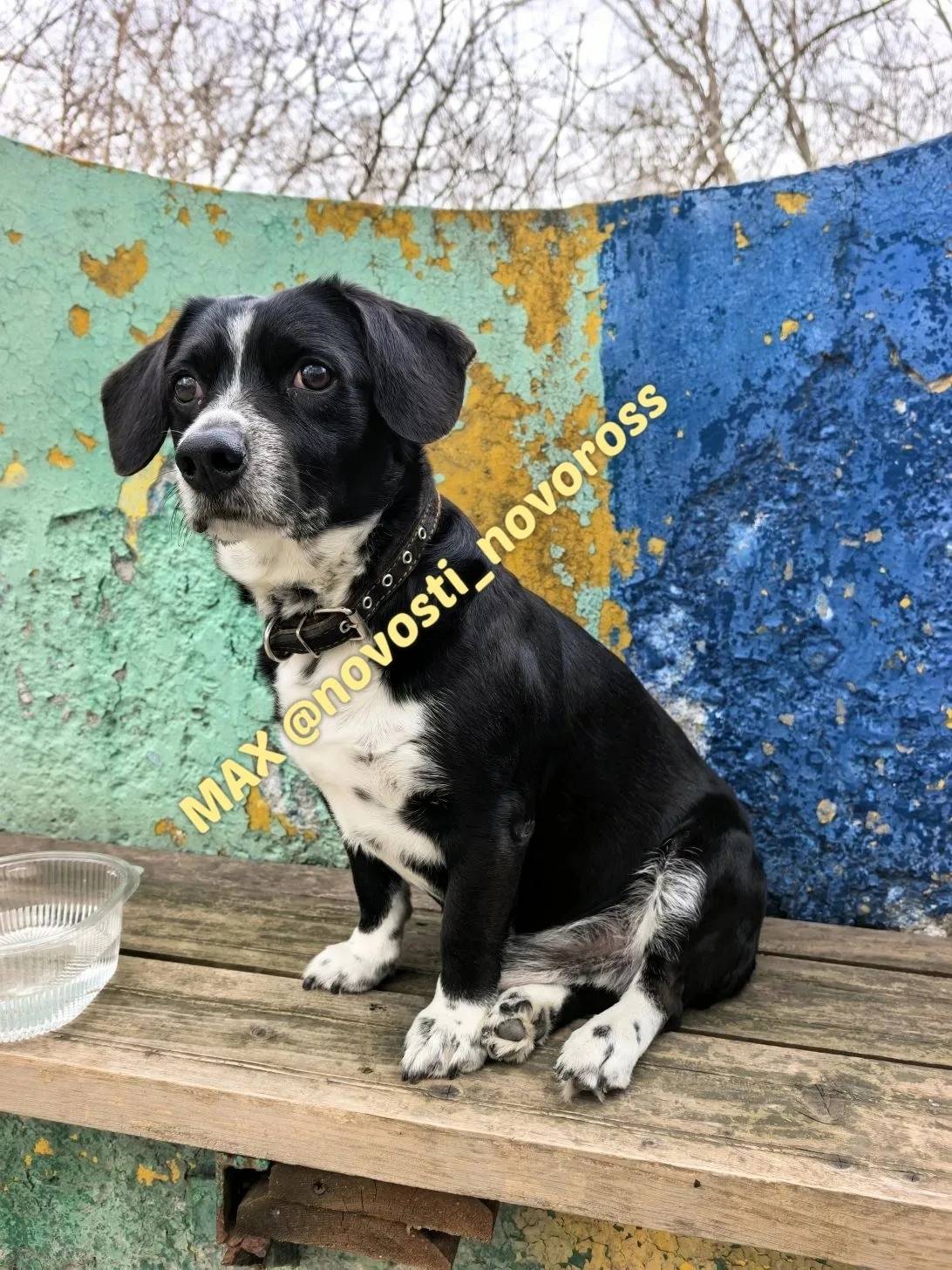 Пропала собака, Пионерская 12, Новороссийск