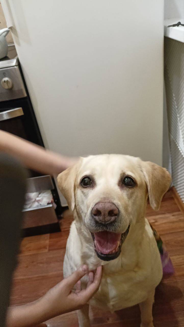 Пропала собака Хлоя