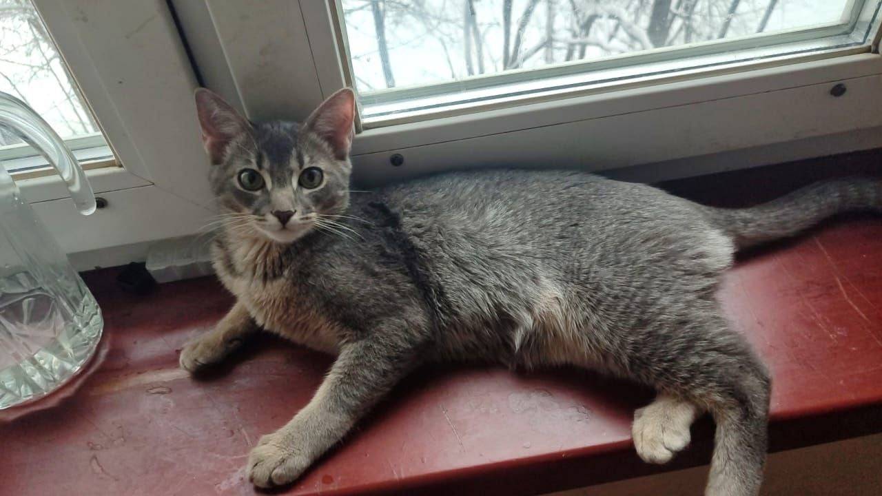 Пропал котёнок, Балашиха