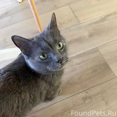 Найдена кошка, найдена на ул. Городской вал