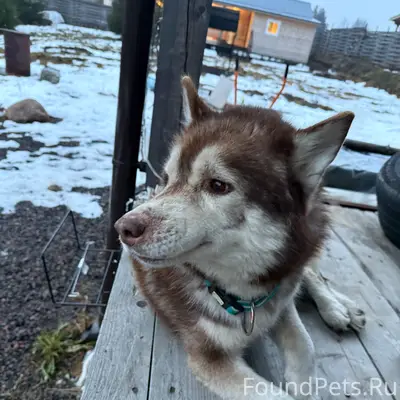 Найден тип собака, деревня Сарженка