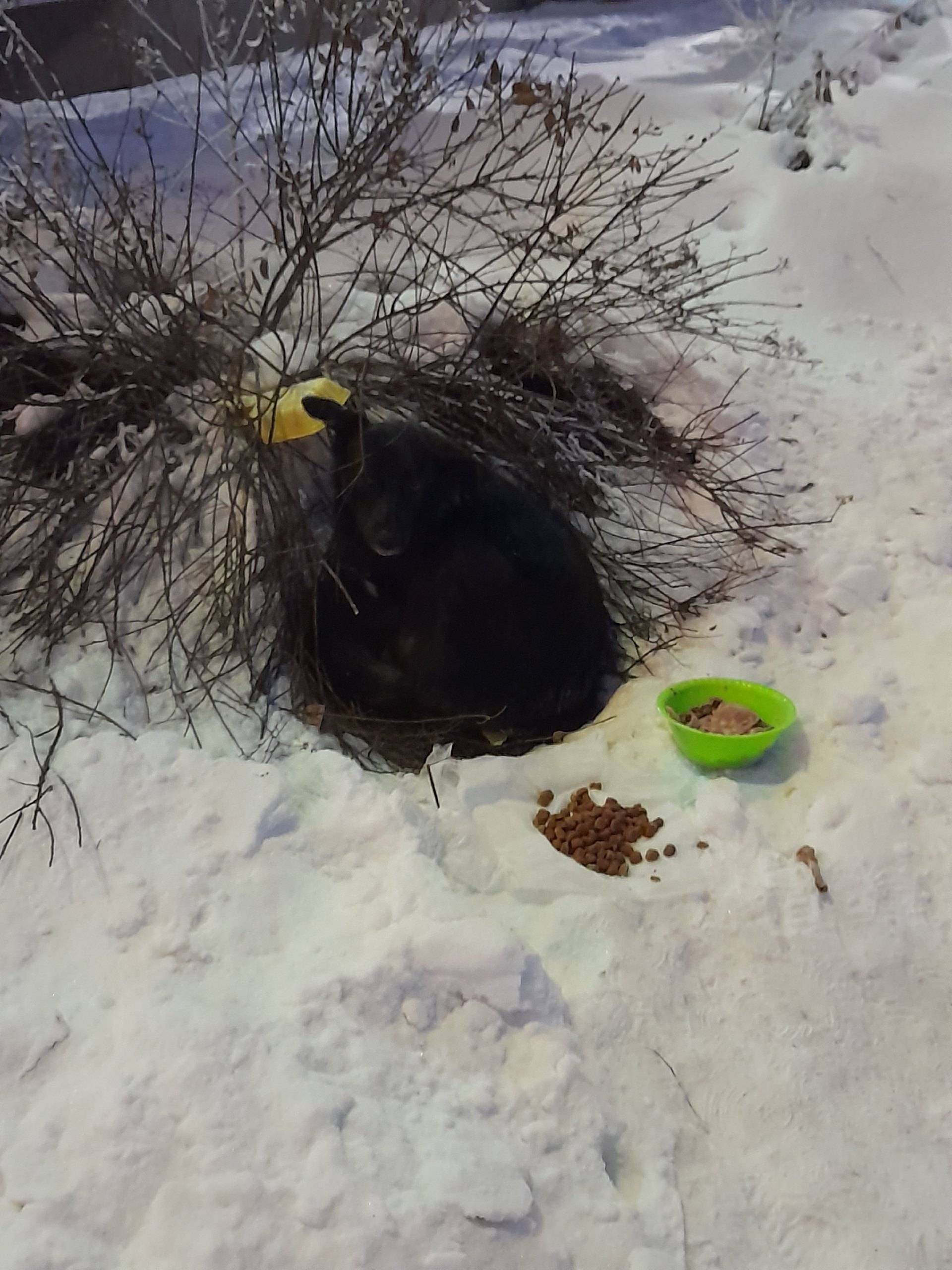 Пропала собака Маруся, около Сельсовета