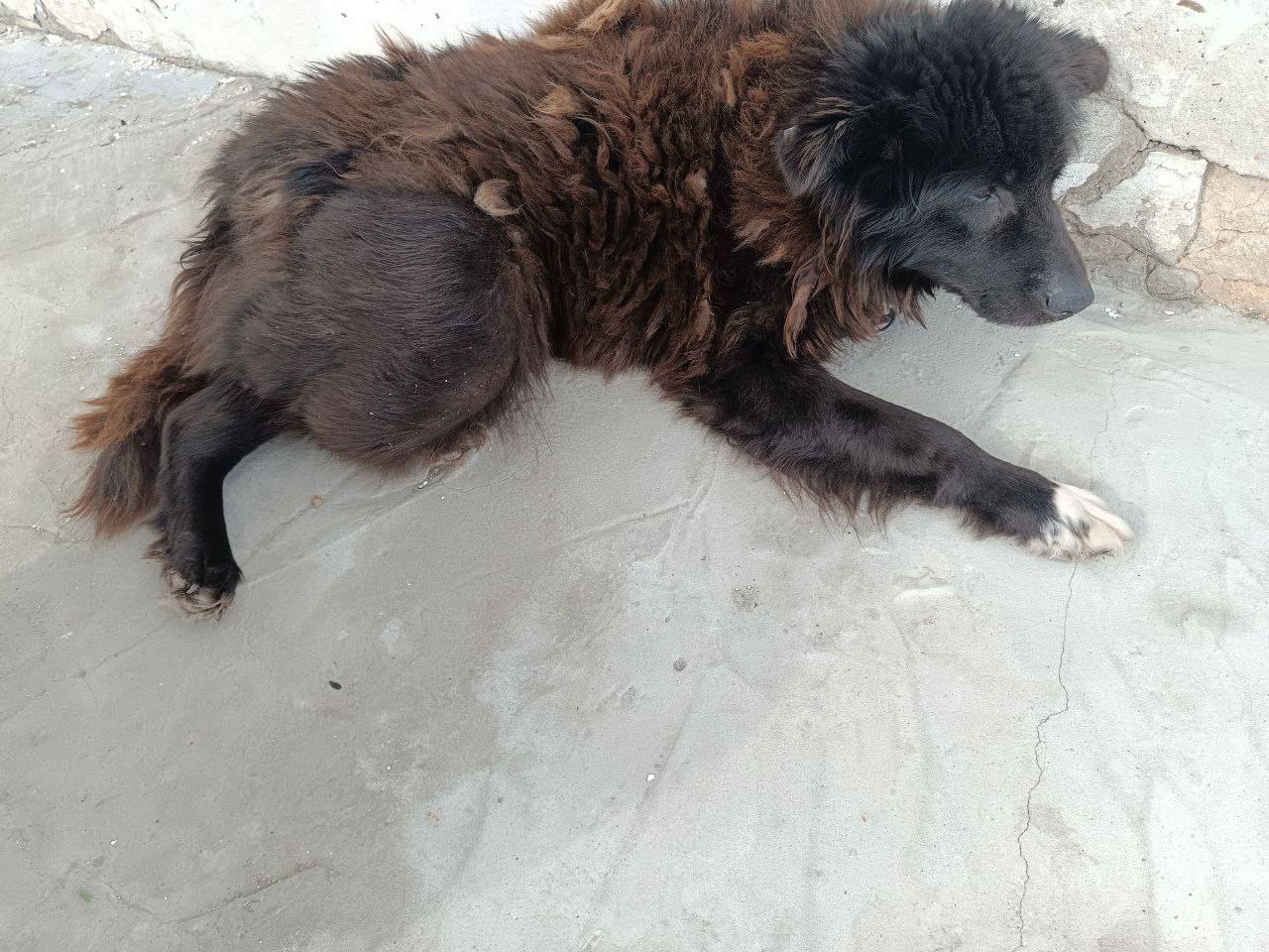 Найден крупный пёс, Балахнинский округ