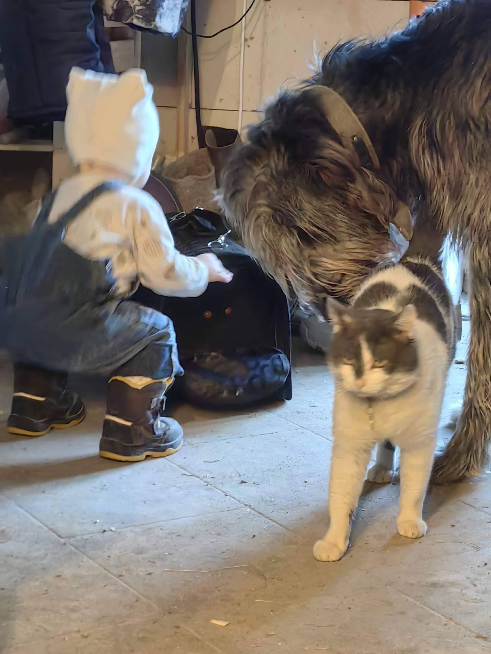 Пропал чёрный кот, место пропажи неизвестно