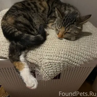 Найдена кошка, Ланское шоссе