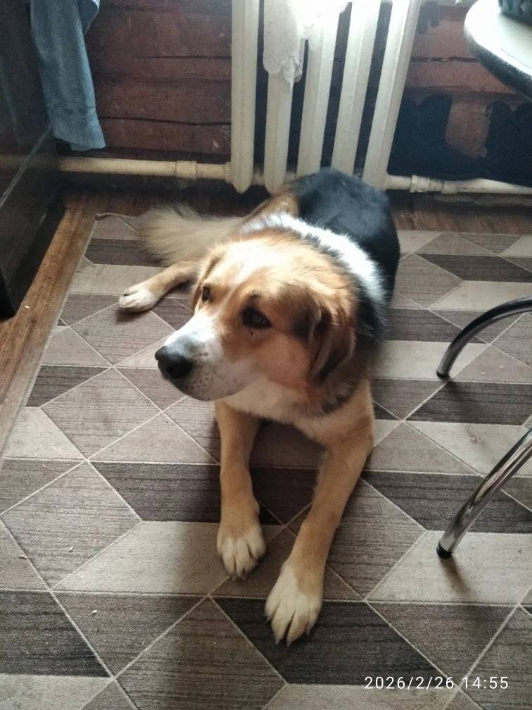 Пропал пёс Вася, Сахалин