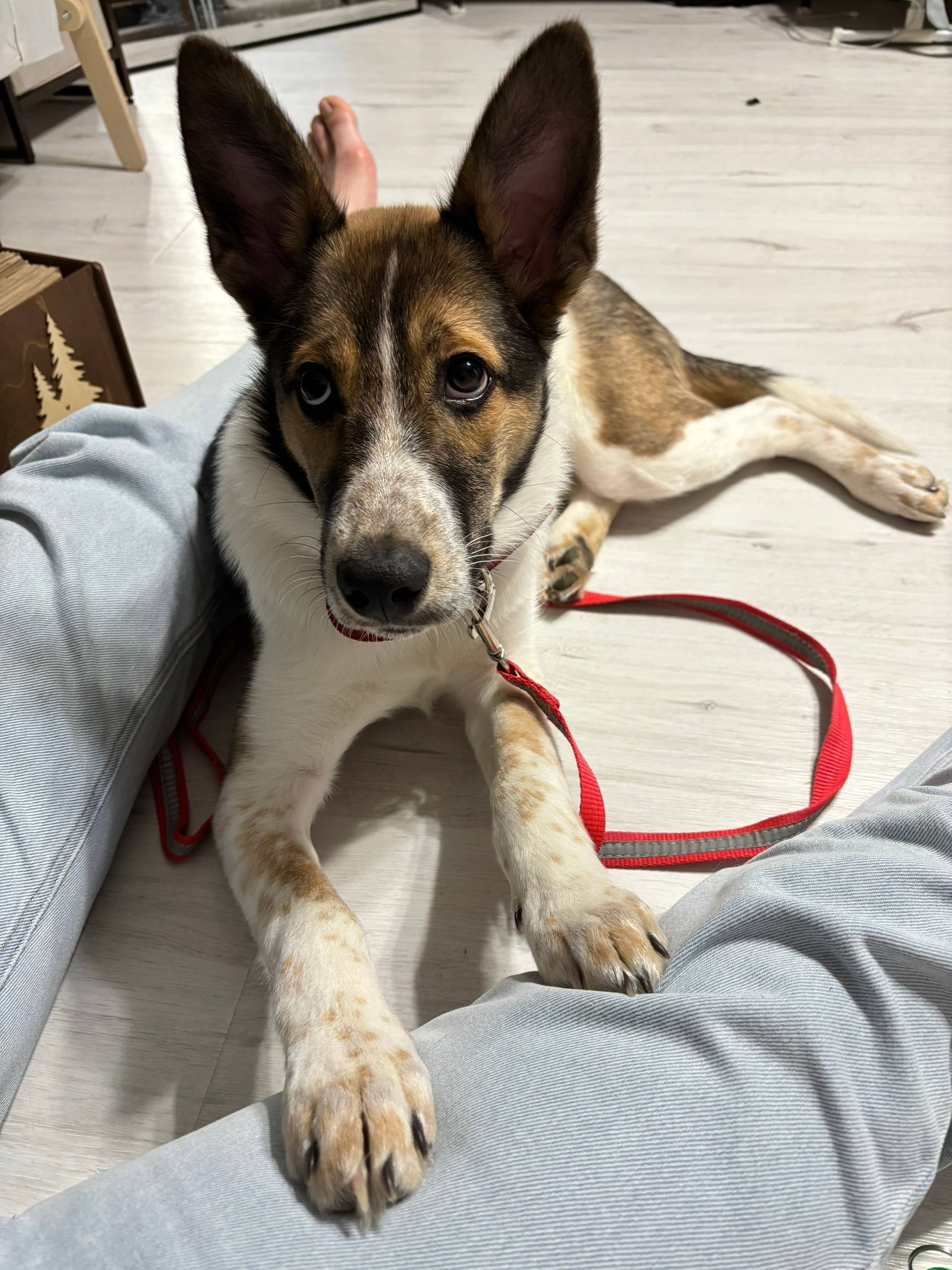 Пропала собака Нора, Снт «Рубеж»