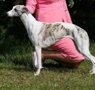 Пропала собака, на заливе