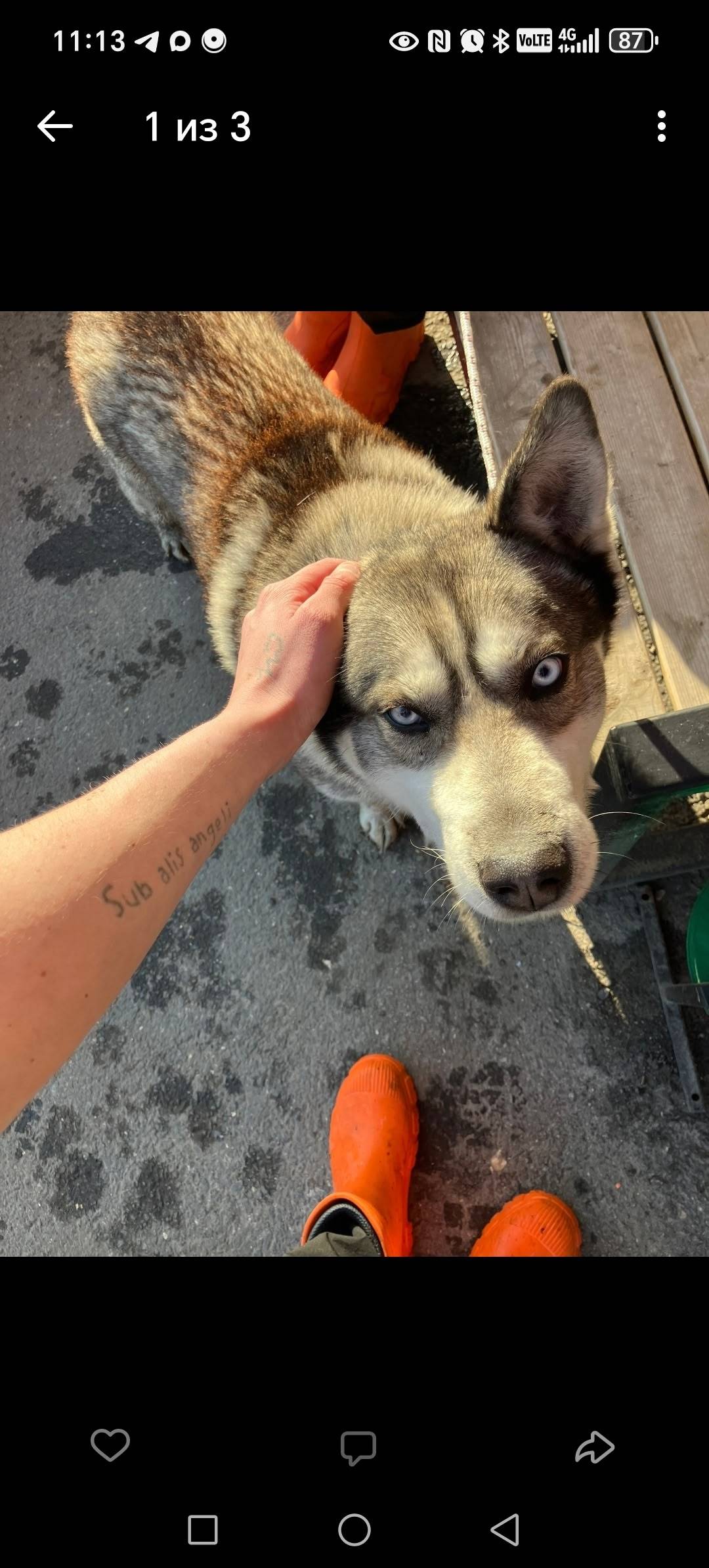 Найден хаски, замечен в Заволжье и Нефтестрое