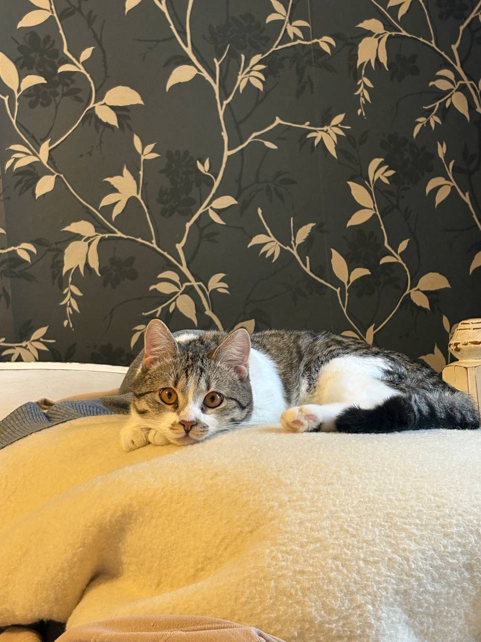 Пропал метис Мауи, ул. Ерофеева