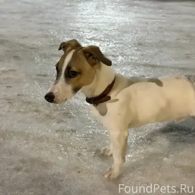 Пропал щенок, Весенняя 23