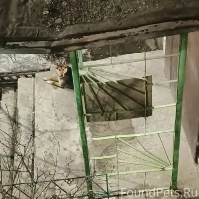 Найден пёс, Уральская, 3