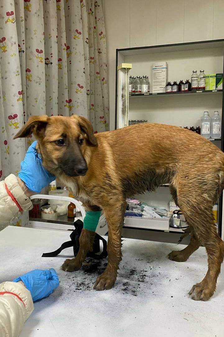 Найден щенок девочка, район п. Боровский