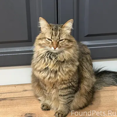 Пропала кошка Муся, Кадыкова 30