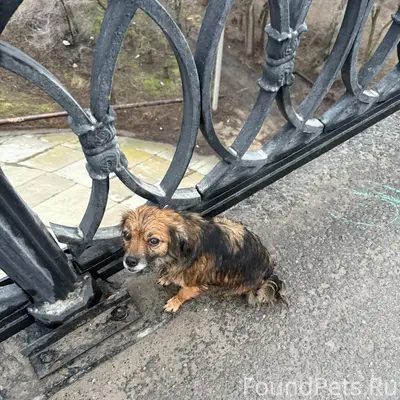 Пропала собака, Красноармейский район